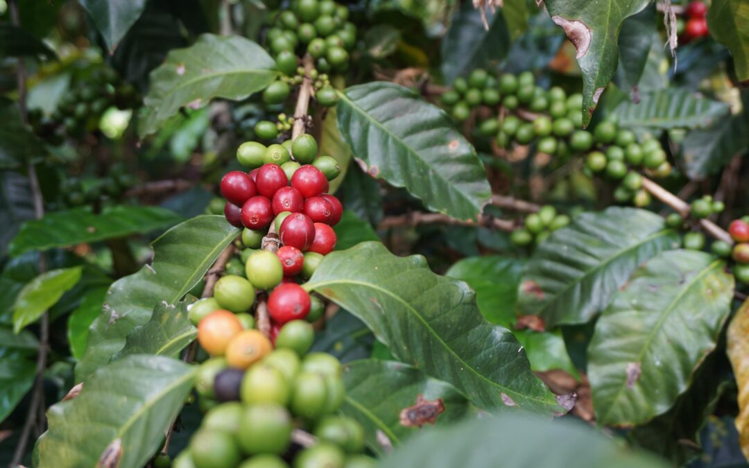 El Café de especialidad del Huila: Una Joya entre Montañas Colombianas